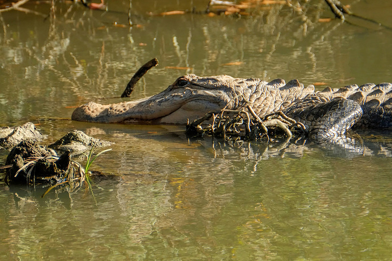 Alligator in Mobile Bay