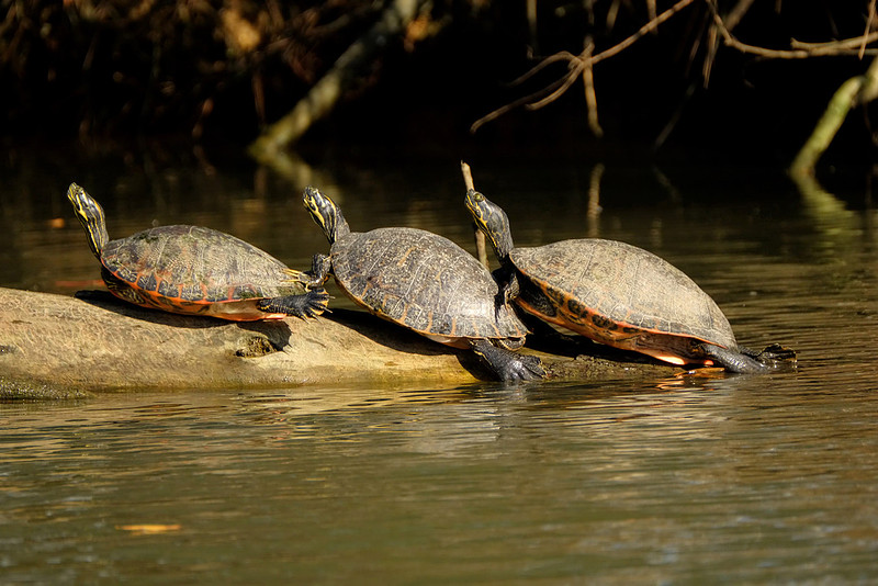 Turtles in Daphne
