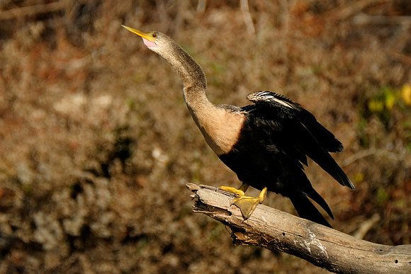 Anhinga Photograph
