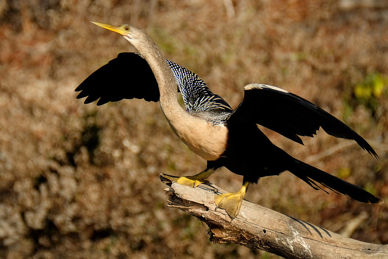 Anhinga Photograph