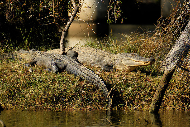 Alligator Photography