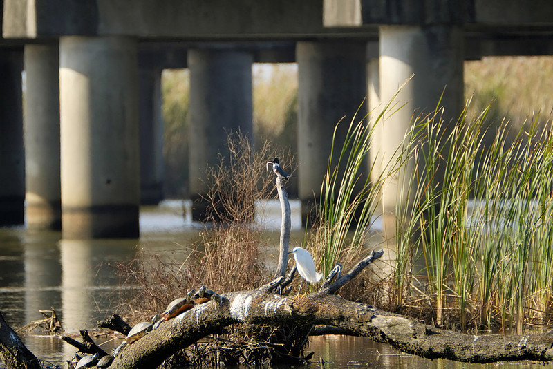 Kingfisher in Daphne