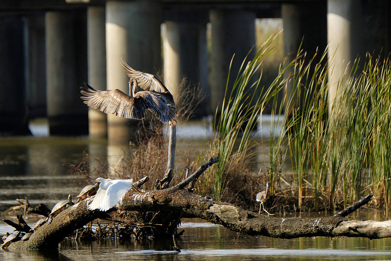 Pelican in Daphne