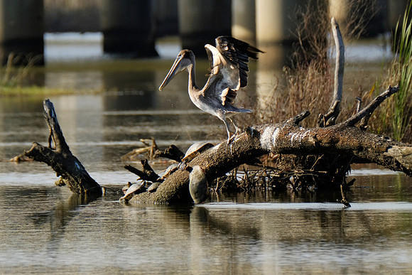 Pelican in Daphne
