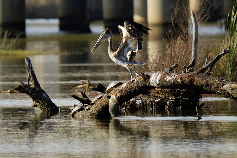 Pelican in Daphne