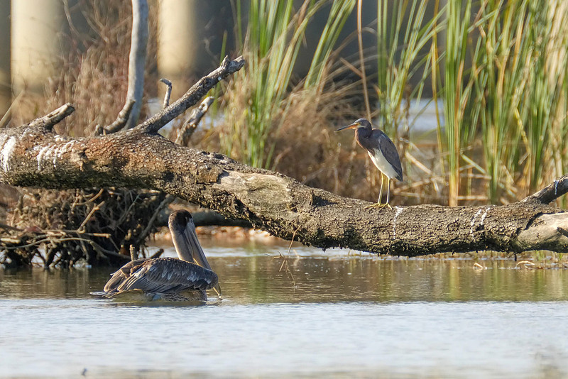 Tri-colored Heron in Daphne