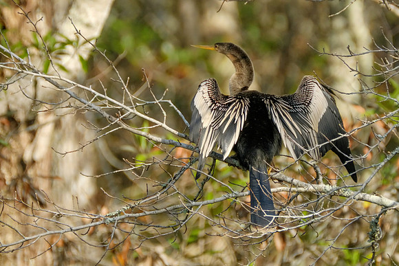 Anhinga in Baldwin County