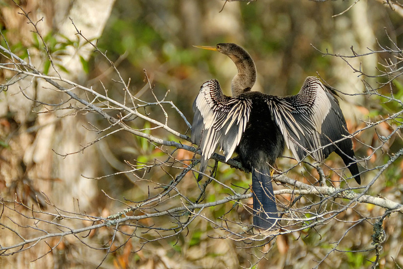 Anhinga in Baldwin County