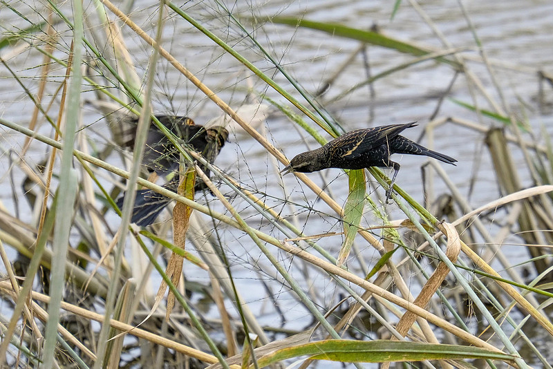 red-winged blackbird