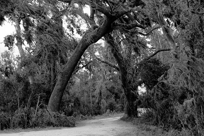 Spanish Moss Trail Savannah