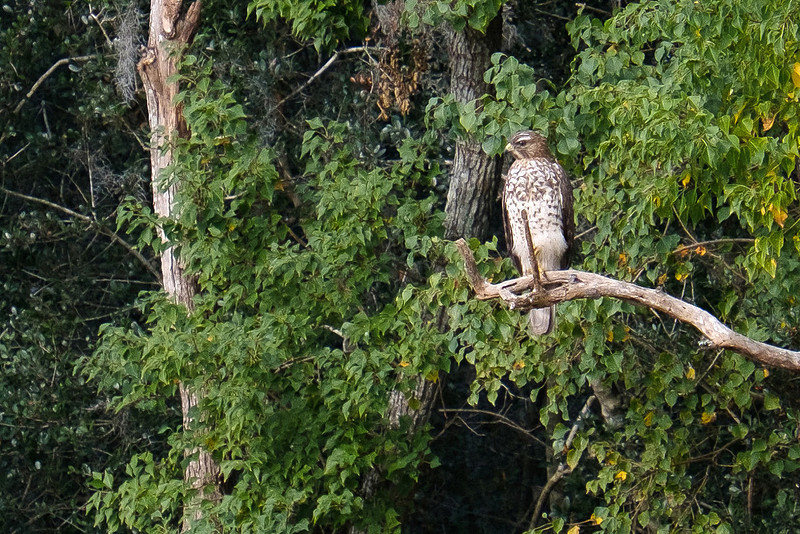 Hawk at Savannah National Wildlife Refuge