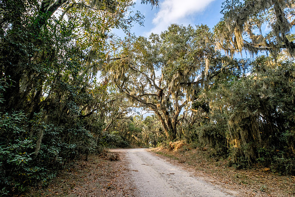 Spanish Moss Trail