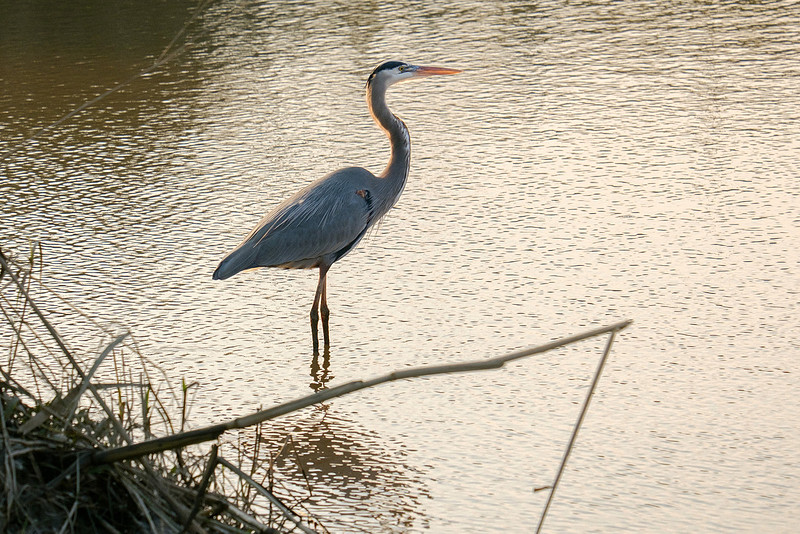 Great Blue Heron