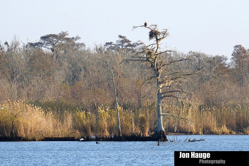 Bald Eagle Mobile Bay