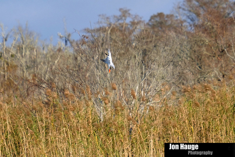 Royal Tern Tensaw River
