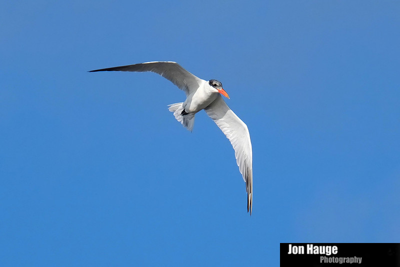 Royal Tern Tensaw River