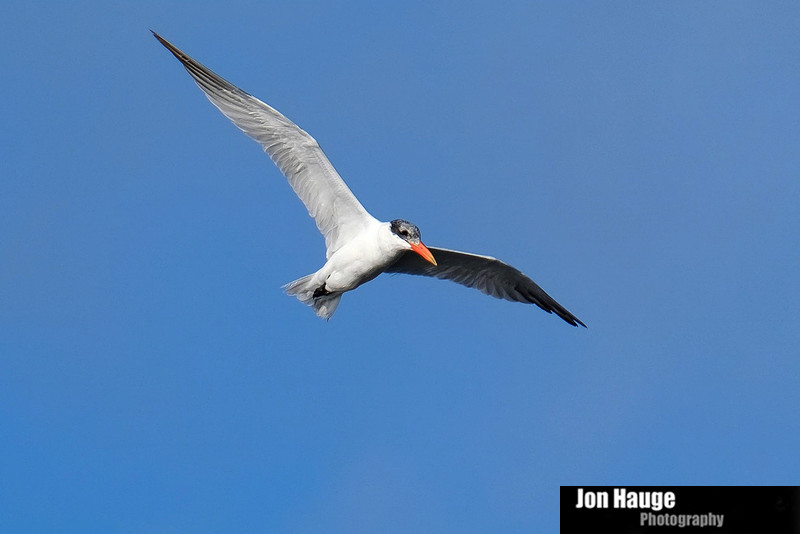 Royal Tern Tensaw River