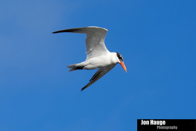 Royal Tern Tensaw River