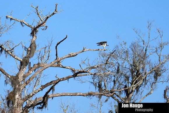 Osprey in Raft River