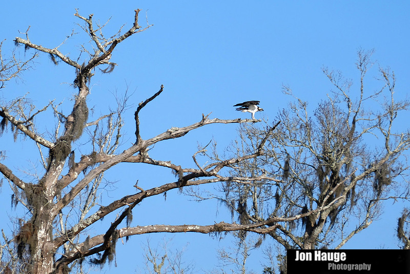 Osprey in Raft River