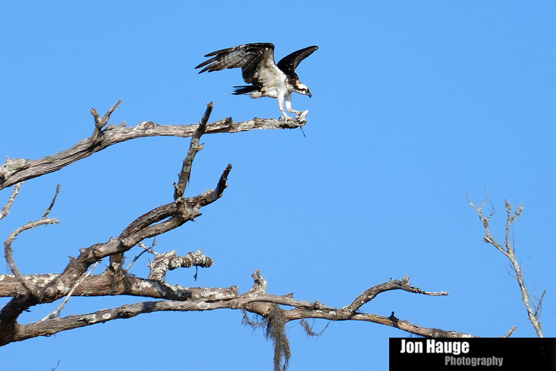 Osprey in Raft River