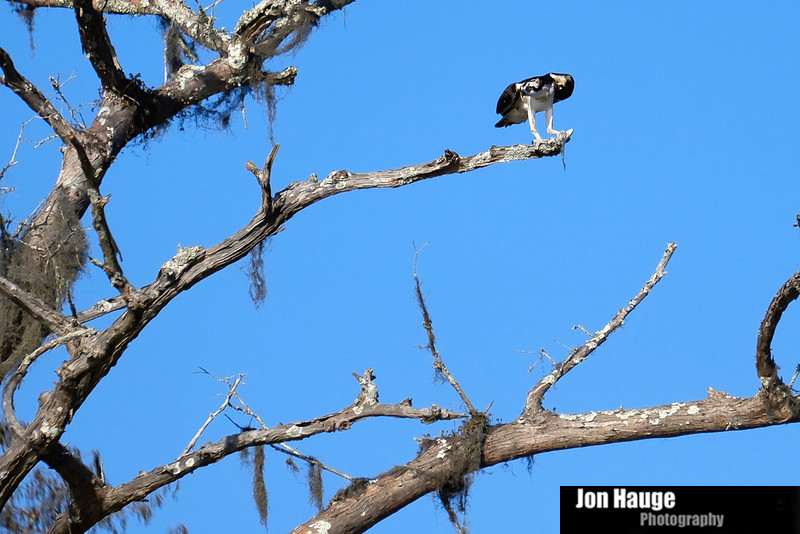 Osprey in Raft River