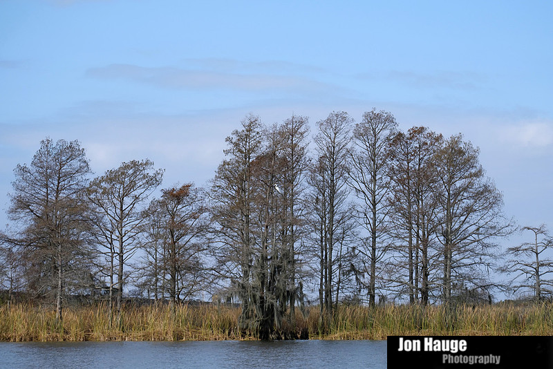 Great Egret in Blakeley River