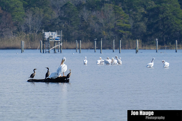 Mobile Bay Wildlife