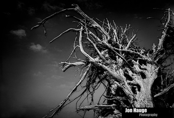 Gulf Shores Stumps and Roots