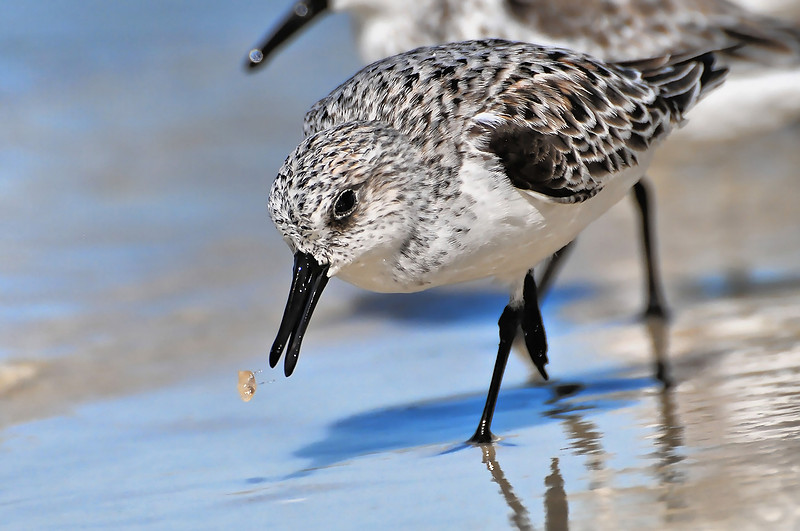 Sanderlings