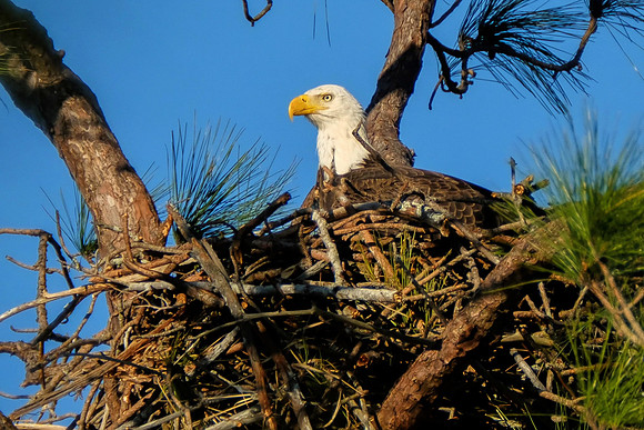 Bald Eagle in Gulf Shores