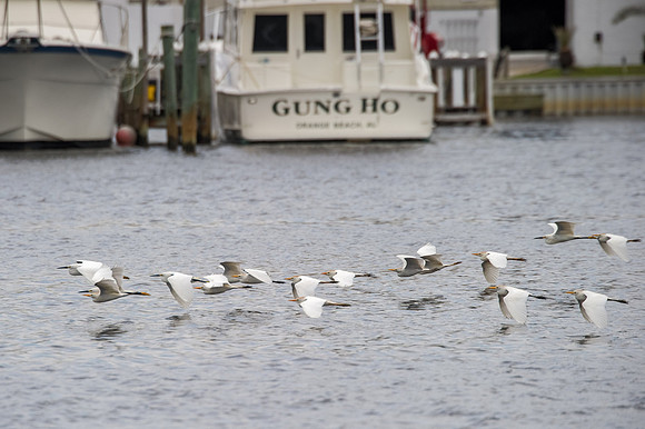Snowy Egrets in Orange Beach