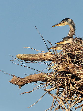 Jon Hauge Wildlife Prints