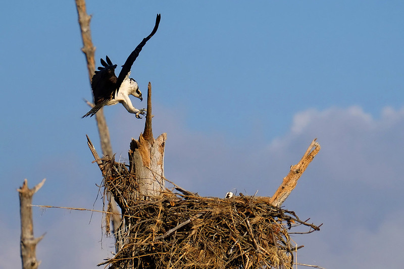 Nesting Osprey in Fort Pickens
