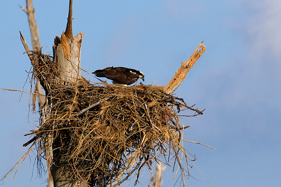 Nesting Osprey in Fort Pickens