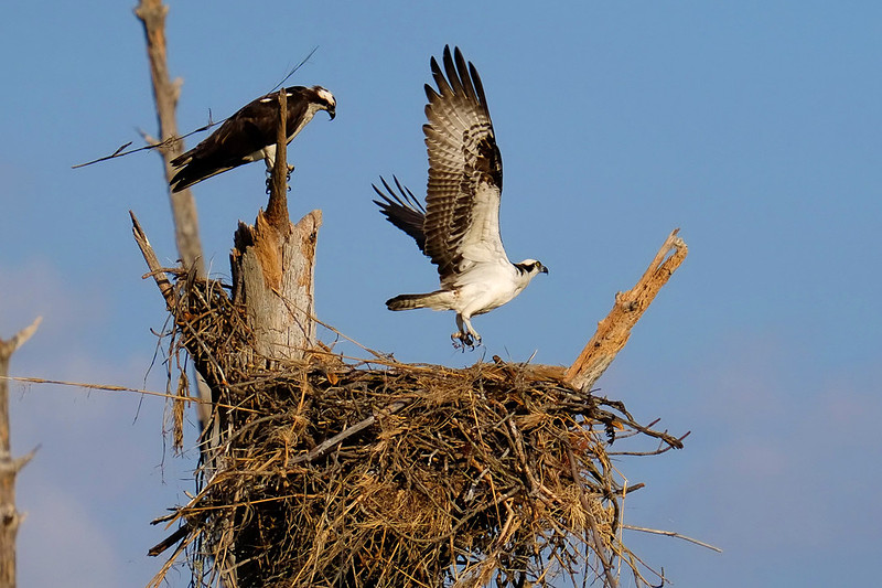 Nesting Osprey in Fort Pickens