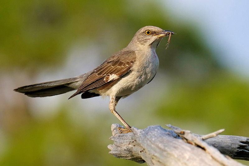 Mockingbird in Fort Pickens