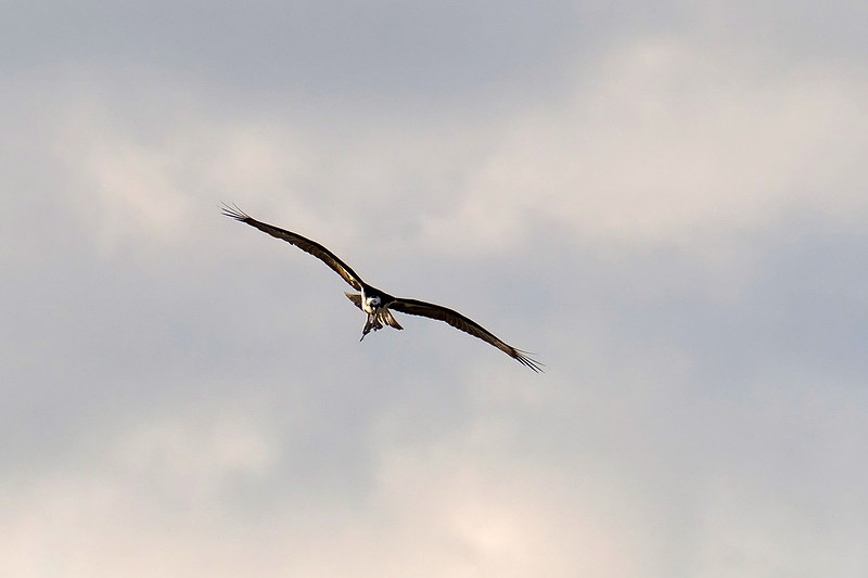 Wildife in Fort Pickens