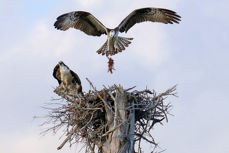 Wildife in Fort Pickens