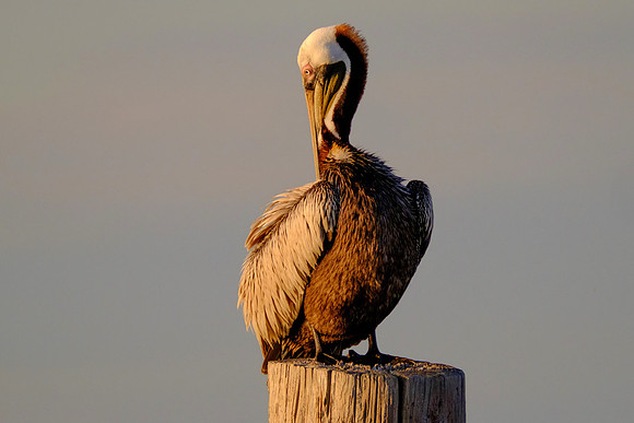 Fort Morgan Wildlife