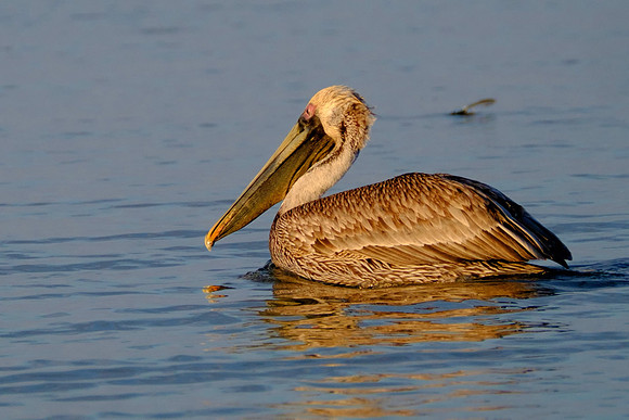 Fort Morgan Wildlife