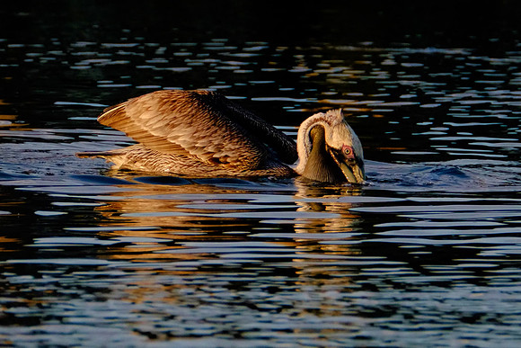 Fort Morgan Wildlife