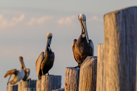Fort Morgan Wildlife