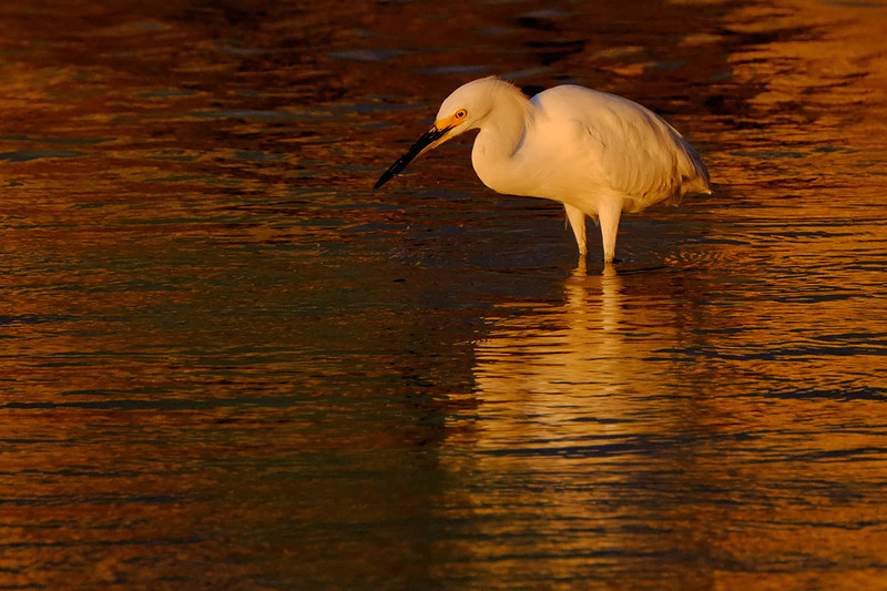 Photographer in Gulf Shores