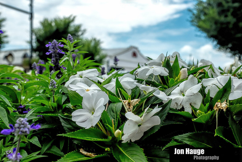 Fairhope Photographer