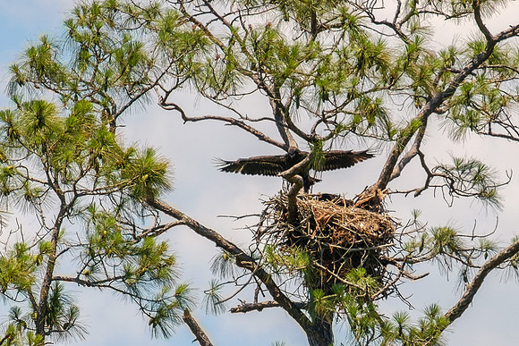 Eaglet at the Gulf State Park
