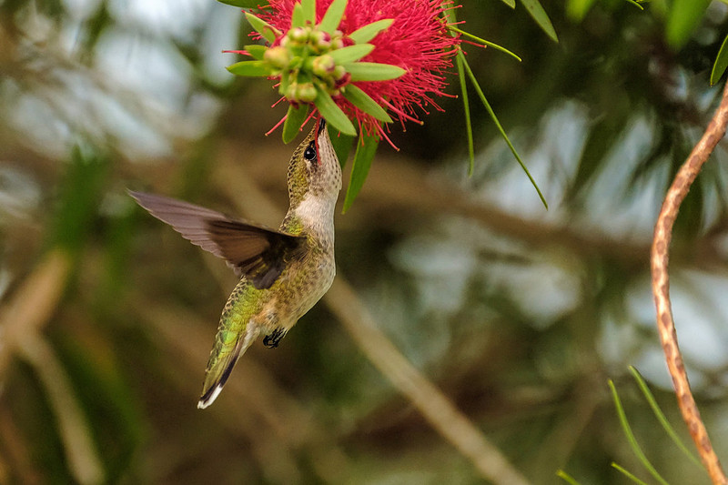 Female Ruby-Throated Hummingbird