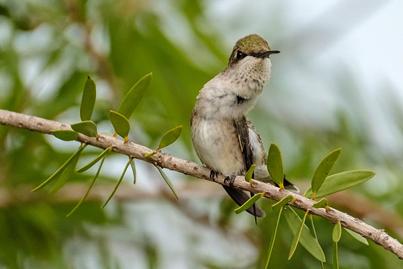 Female Ruby-Throated Hummingbird