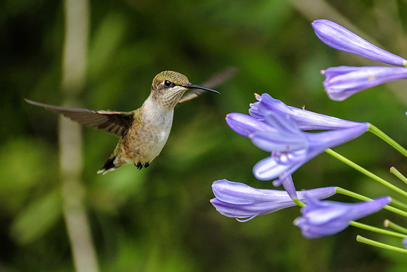Female Ruby-Throated Hummingbird
