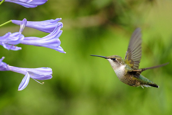 Female Ruby-Throated Hummingbird